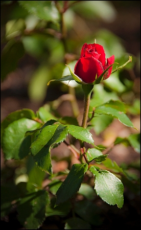 Rosellina